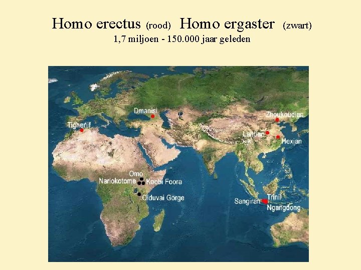 Homo erectus (rood) Homo ergaster 1, 7 miljoen - 150. 000 jaar geleden (zwart)