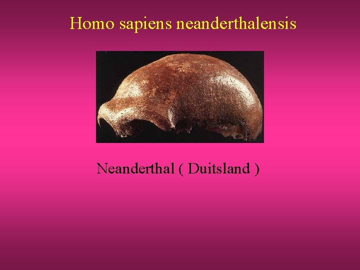 Homo sapiens neanderthalensis Neanderthal ( Duitsland ) 