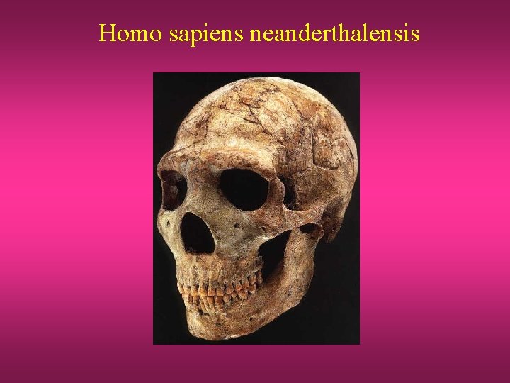 Homo sapiens neanderthalensis 