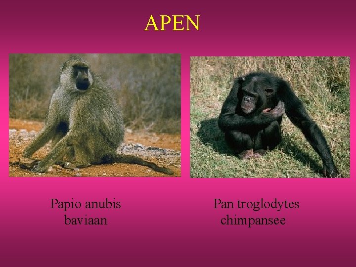 APEN Papio anubis baviaan Pan troglodytes chimpansee 