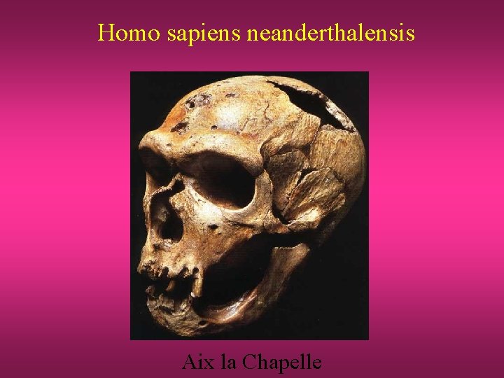 Homo sapiens neanderthalensis Aix la Chapelle 