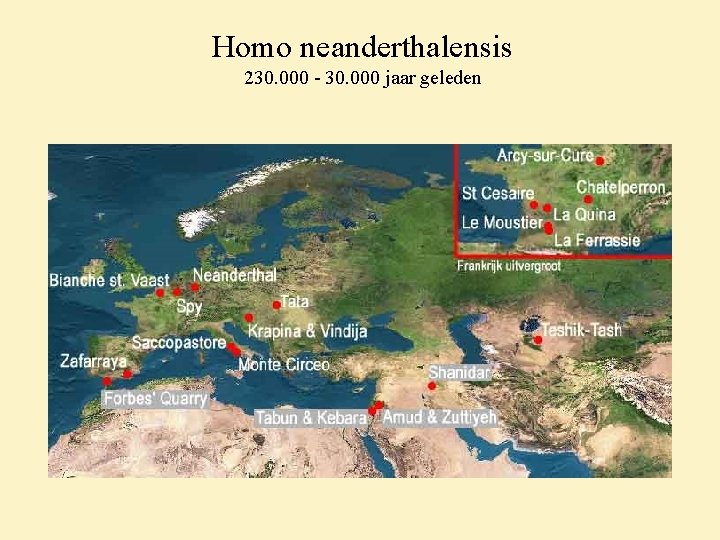 Homo neanderthalensis 230. 000 - 30. 000 jaar geleden 