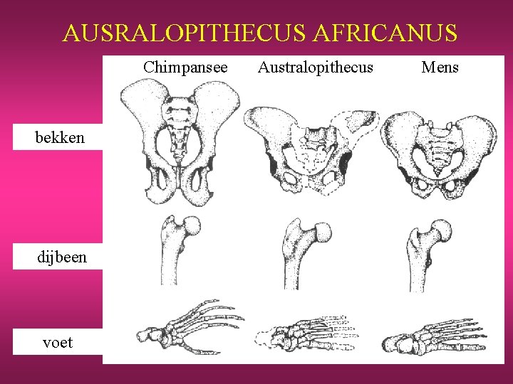 AUSRALOPITHECUS AFRICANUS Chimpansee bekken dijbeen voet Australopithecus Mens 
