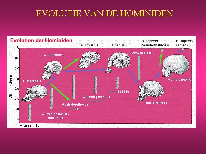 EVOLUTIE VAN DE HOMINIDEN 