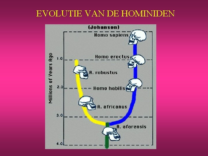 EVOLUTIE VAN DE HOMINIDEN 