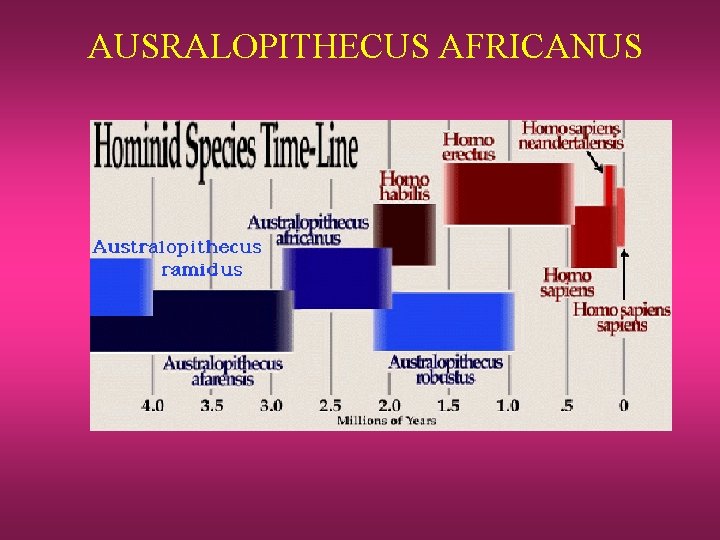AUSRALOPITHECUS AFRICANUS 