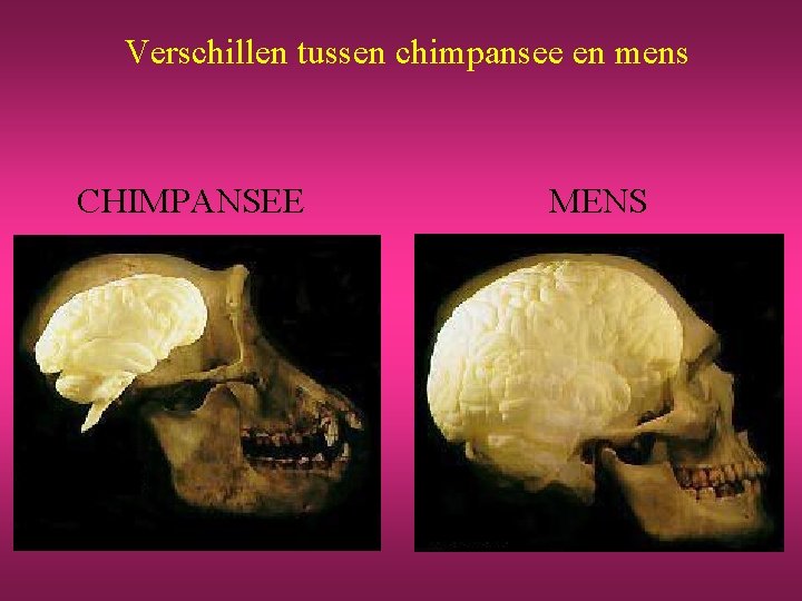 Verschillen tussen chimpansee en mens CHIMPANSEE MENS 