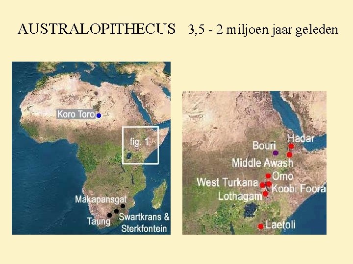 AUSTRALOPITHECUS 3, 5 - 2 miljoen jaar geleden 