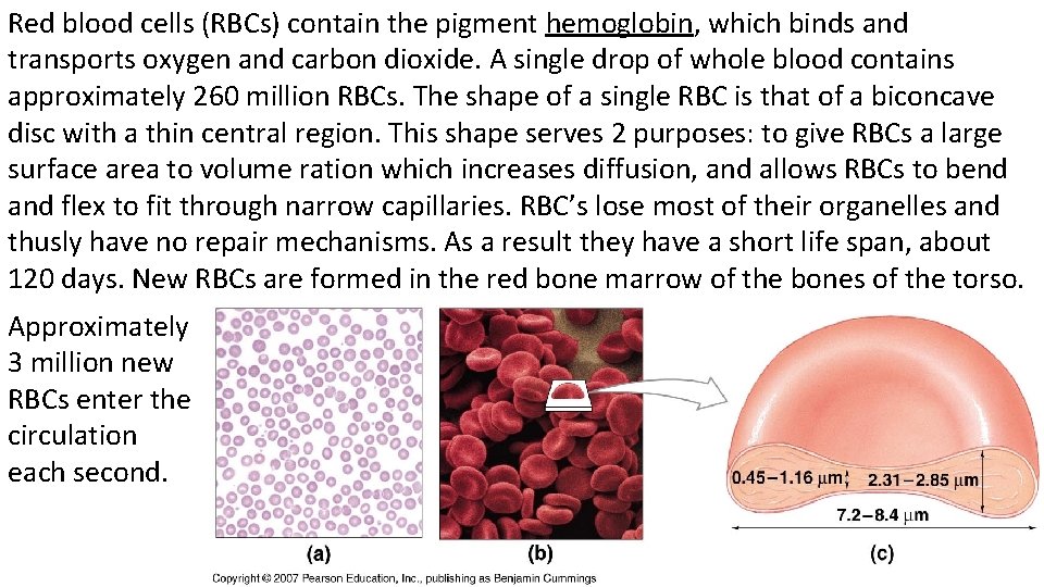 Red blood cells (RBCs) contain the pigment hemoglobin, which binds and transports oxygen and