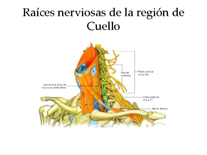 Raíces nerviosas de la región de Cuello 