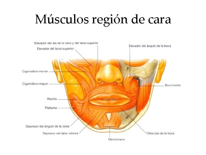 Músculos región de cara 