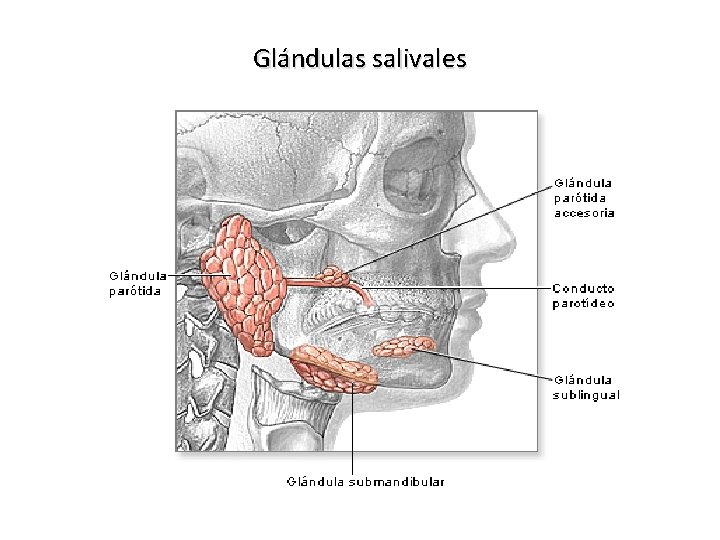 Glándulas salivales 