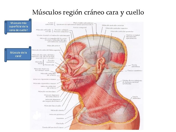 Músculos región cráneo cara y cuello Músculo más superficial de la zona de cuello?