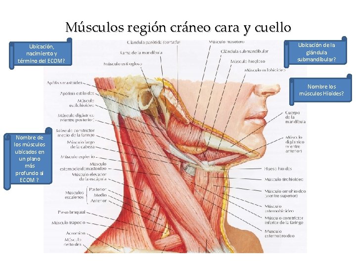 Músculos región cráneo cara y cuello Ubicación, nacimiento y término del ECOM? Ubicación de