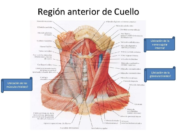 Región anterior de Cuello Ubicación de la vena yugular interna? Ubicación de la glándula