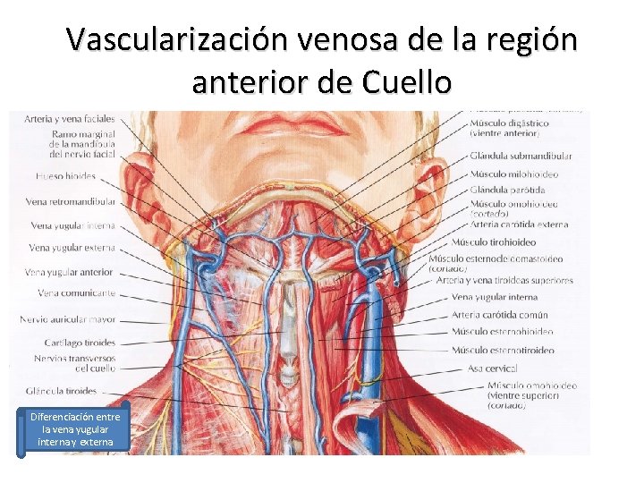 Vascularización venosa de la región anterior de Cuello Diferenciación entre la vena yugular interna