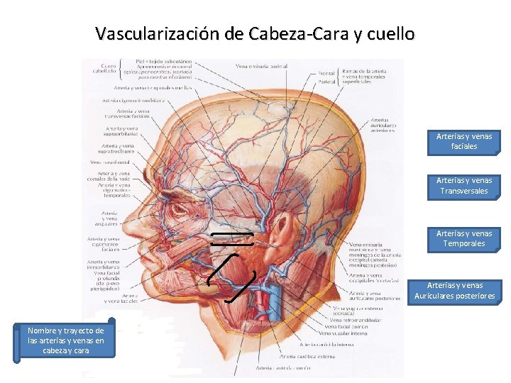 Vascularización de Cabeza-Cara y cuello Arterias y venas faciales Arterias y venas Transversales Arterias
