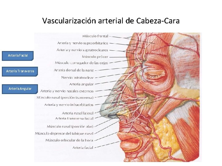 Vascularización arterial de Cabeza-Cara Arteria Facial Arteria Transversa Arteria Angular 