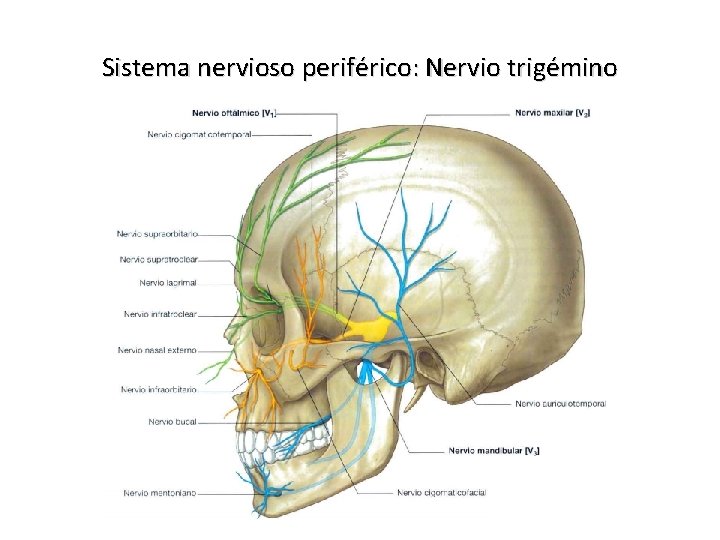 Sistema nervioso periférico: Nervio trigémino 