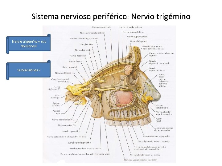 Sistema nervioso periférico: Nervio trigémino y sus divisiones? Subdivisiones ? 