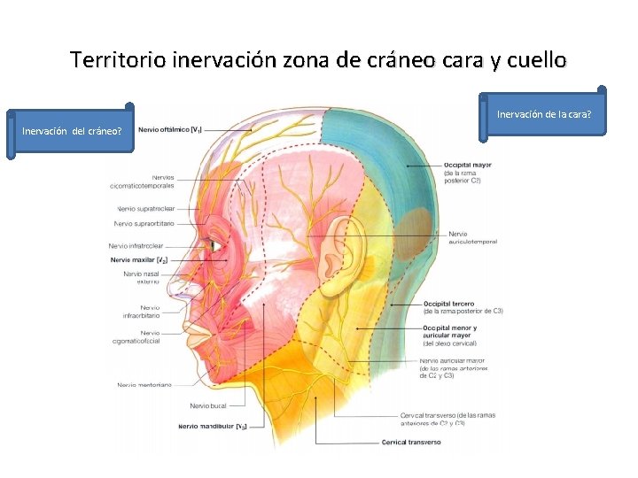 Territorio inervación zona de cráneo cara y cuello Inervación de la cara? Inervación del