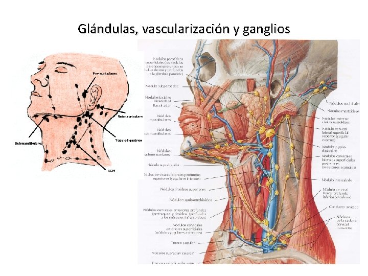 Glándulas, vascularización y ganglios 