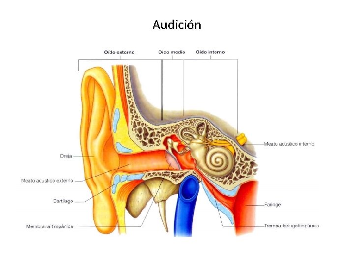 Audición 