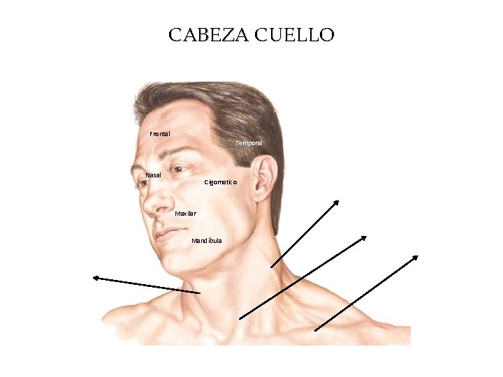 CABEZA CUELLO Frontal Temporal Nasal Cigomatico Maxilar Mandíbula 