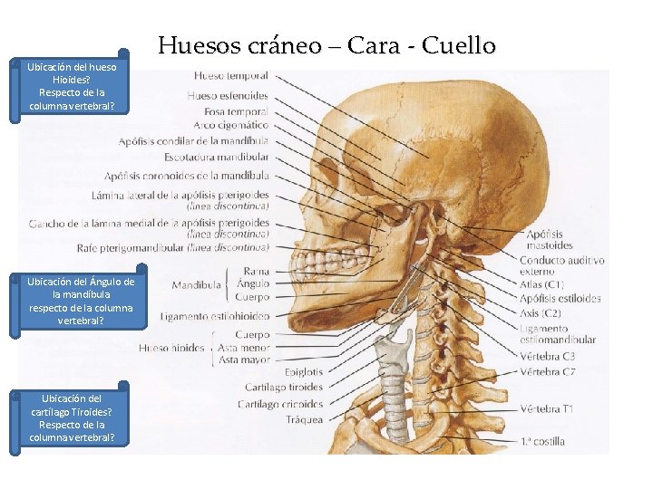 Ubicación del hueso Hioides? Respecto de la columna vertebral? Ubicación del Ángulo de la