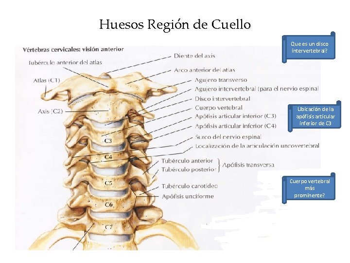 Huesos Región de Cuello Que es un disco intervertebral? Ubicación de la apófisis articular