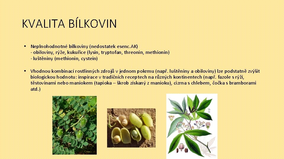 KVALITA BÍLKOVIN • Neplnohodnotné bílkoviny (nedostatek esenc. AK) - obiloviny, rýže, kukuřice (lysin, tryptofan,