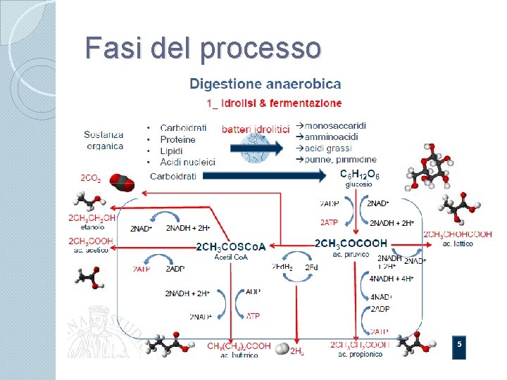 Fasi del processo 