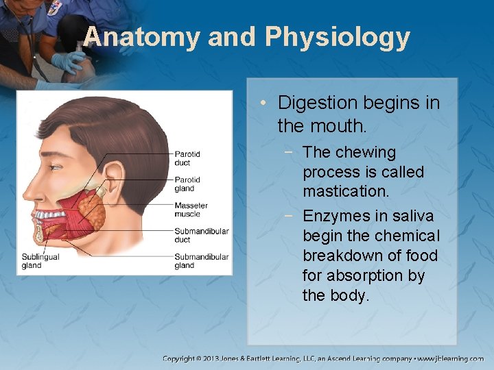 Anatomy and Physiology • Digestion begins in the mouth. − The chewing process is