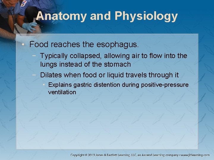 Anatomy and Physiology • Food reaches the esophagus. − Typically collapsed, allowing air to