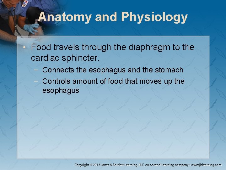 Anatomy and Physiology • Food travels through the diaphragm to the cardiac sphincter. −