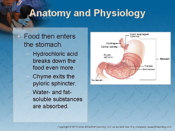 Anatomy and Physiology • Food then enters the stomach. − Hydrochloric acid breaks down