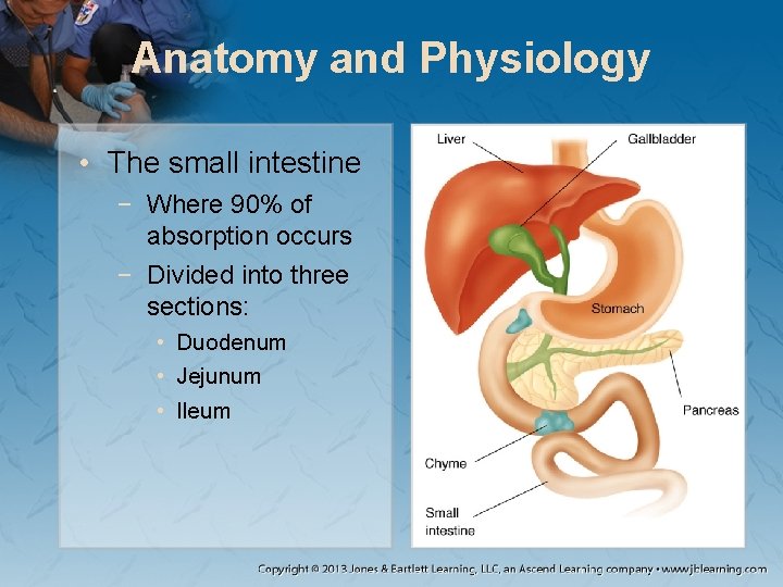 Anatomy and Physiology • The small intestine − Where 90% of absorption occurs −