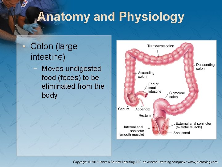 Anatomy and Physiology • Colon (large intestine) − Moves undigested food (feces) to be