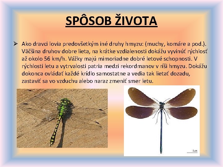 SPÔSOB ŽIVOTA Ø Ako dravci lovia predovšetkým iné druhy hmyzu: (muchy, komáre a pod.