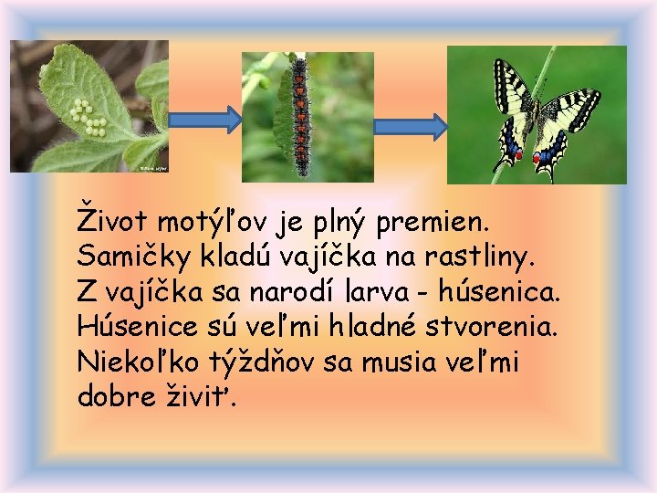 Život motýľov je plný premien. Samičky kladú vajíčka na rastliny. Z vajíčka sa narodí