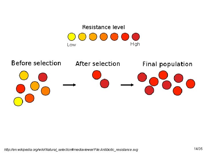 http: //en. wikipedia. org/wiki/Natural_selection#mediaviewer/File: Antibiotic_resistance. svg 14/35 