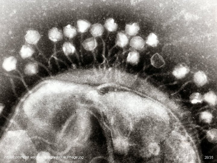 http: //commons. wikimedia. org/wiki/File: Phage. jpg 28/35 