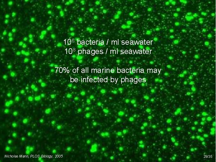 106 bacteria / ml seawater 108 phages / ml seawater 70% of all marine