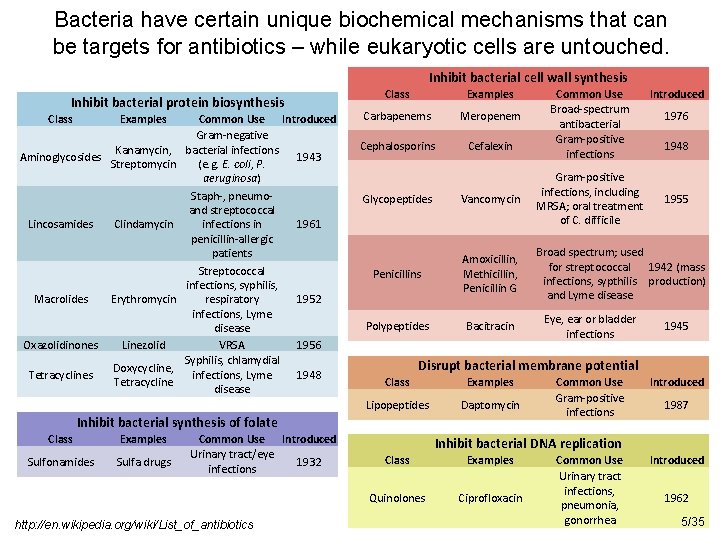 Bacteria have certain unique biochemical mechanisms that can be targets for antibiotics – while