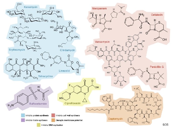 http: //en. wikipedia. org/wiki/Natural_selection#mediaviewer/File: Antibiotic_resistance. svg 6/35 