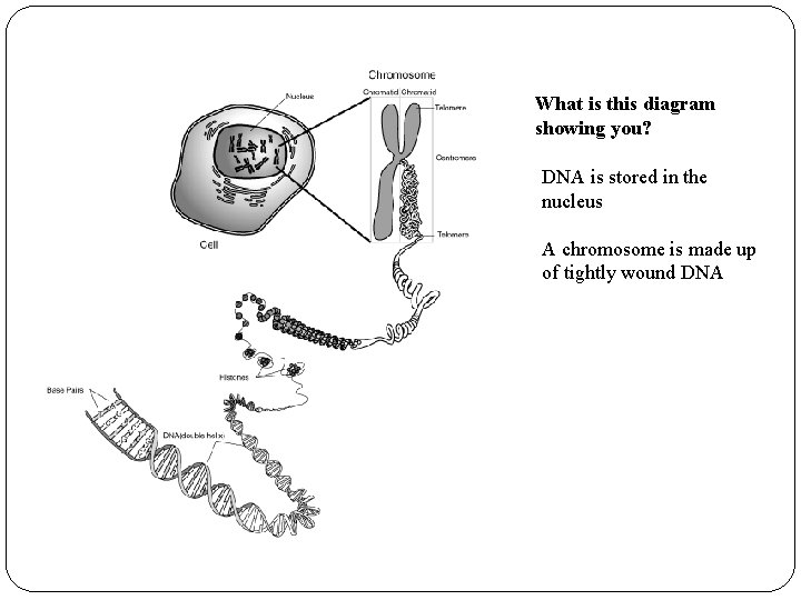 What is this diagram showing you? DNA is stored in the nucleus A chromosome