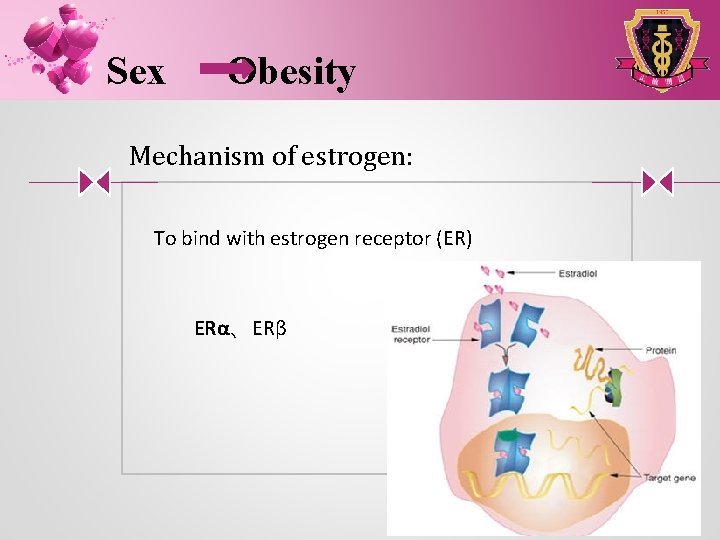 Sex Obesity Mechanism of estrogen: To bind with estrogen receptor (ER) ERα、ERβ 