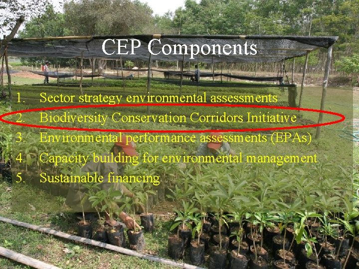 CEP Components 1. 2. 3. 4. 5. Sector strategy environmental assessments Biodiversity Conservation Corridors