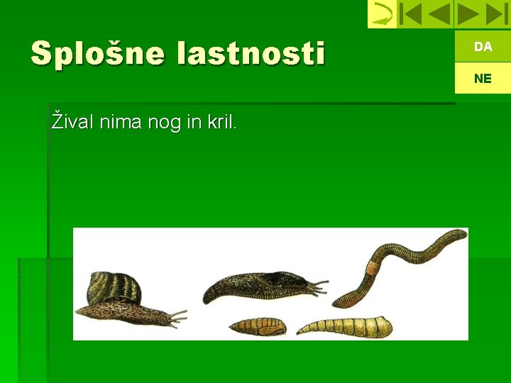 Splošne lastnosti Žival nima nog in kril. DA NE 