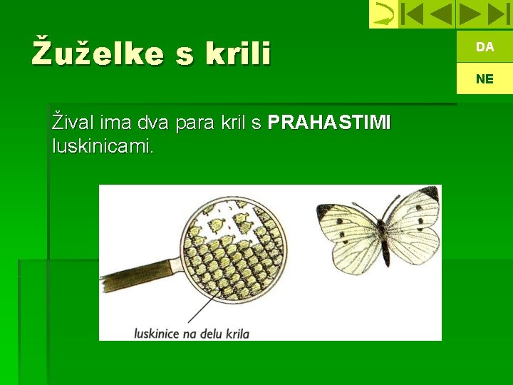 Žuželke s krili Žival ima dva para kril s PRAHASTIMI luskinicami. DA NE 